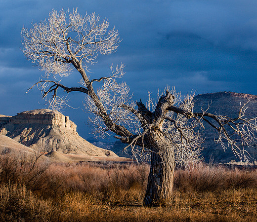 Escalante Tree